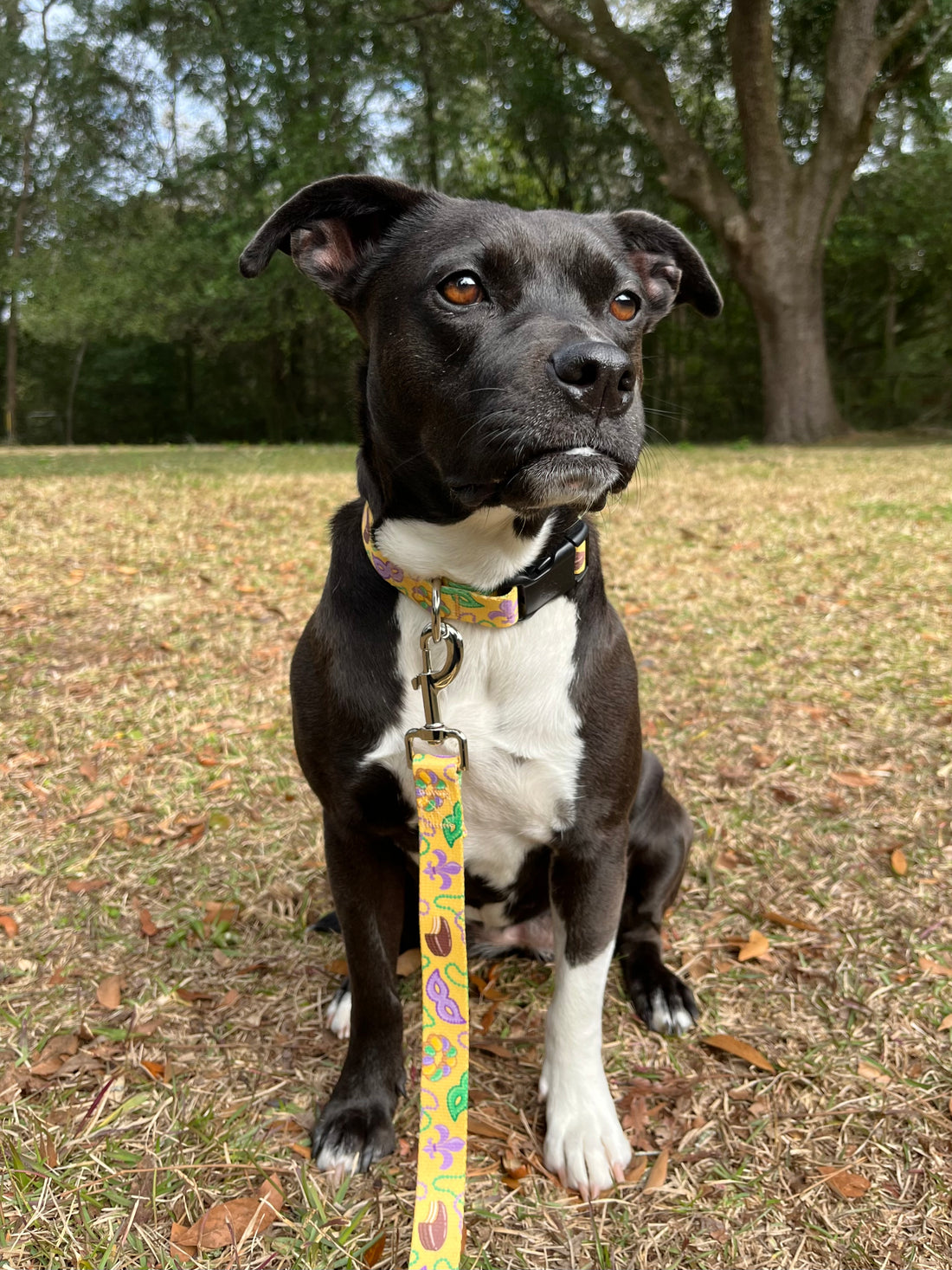 Persnickety Pets - Mardi Gras dog collar on dog 2