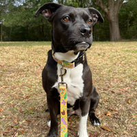 Persnickety Pets - Mardi Gras dog collar on dog 2