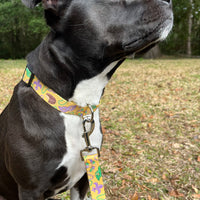 Persnickety Pets - Mardi Gras dog collar on dog