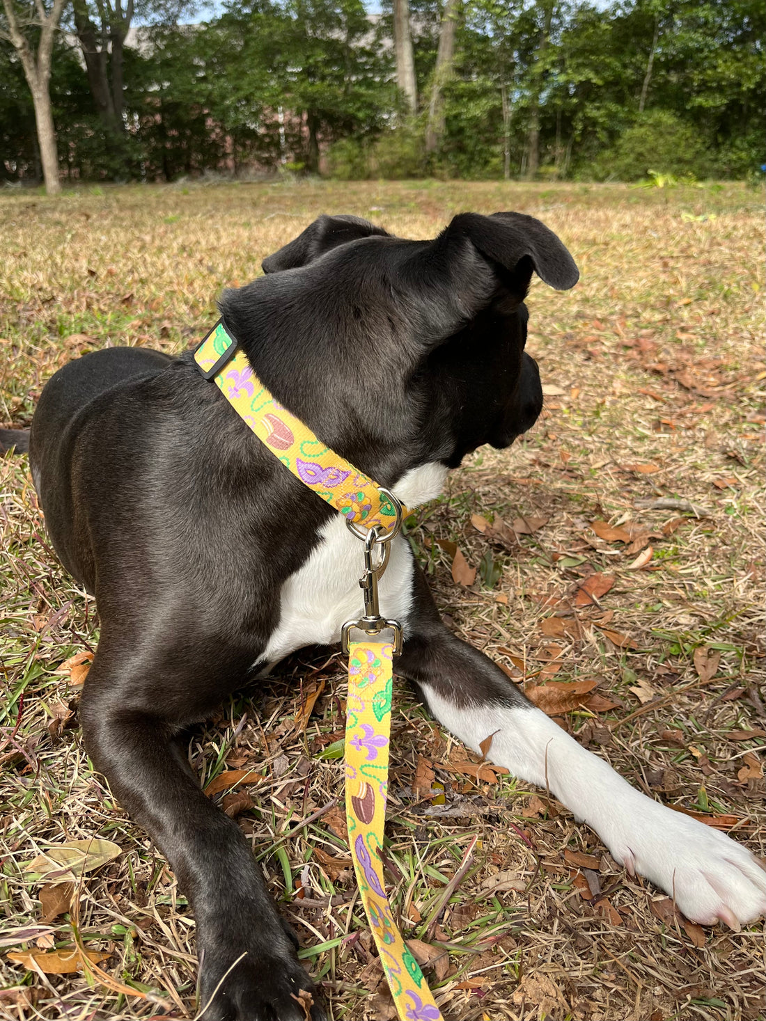 Persnickety Pets - Mardi Gras dog leash on dog 2