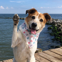 Persnickety Pets: Balou wearing a medium seagulls & sand critters bandana