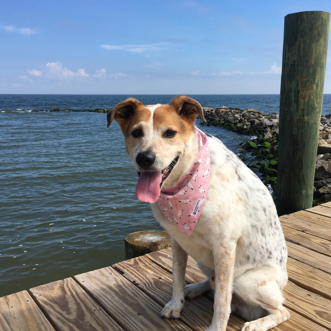 Persnickety Pets: Balou wearing a medium seagulls & sand critters bandana