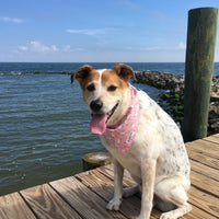 Persnickety Pets: Balou wearing a medium seagulls & sand critters bandana