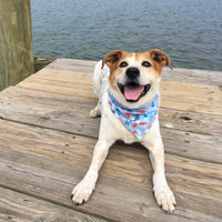 Persnickety Pets: Balou wearing a medium creatures from the sea bandana