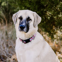 Persnickety Pets: Darla wears a team spirit dog collar, Andrea Cacho Photography