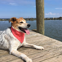 Persnickety Pets: Balou wearing a medium creatures from the sea bandana