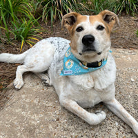 Persnickety Pets: Balou wearing donuts and ice cream reversible bandana