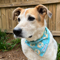 Persnickety Pets: Balou wearing donuts and ice cream reversible bandana closeup