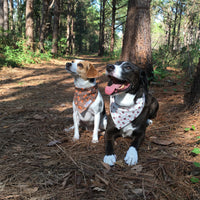 Persnickety Pets: foxes & hedgehogs fall bandana on Rhubarb & Neeko, chilling