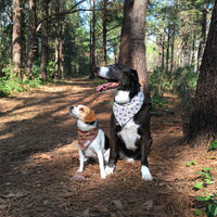 Persnickety Pets: foxes & hedgehogs fall bandana on Rhubarb & Neeko