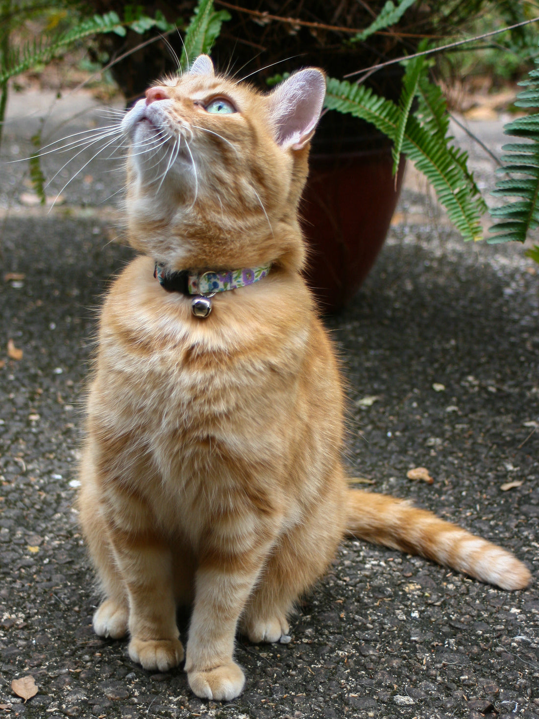 Persnickety Pets - flower garden breakaway cat collar, Marmie modeling