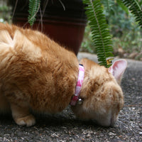 Persnickety Pets - pink prisms breakaway cat collar, Marmie modeling