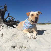 Persnickety Pets: Ellie wearing a medium creatures of the sea bandana