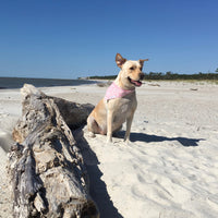 Persnickety Pets: Ellie wearing a medium seagulls and sand critters bandana