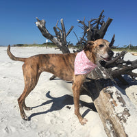 Persnickety Pets: Tiger wearing a medium seagulls and sand critters bandana