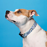 Persnickety Pets: Skittles wearing a seaspray dog collar, Photography by Kim Smith