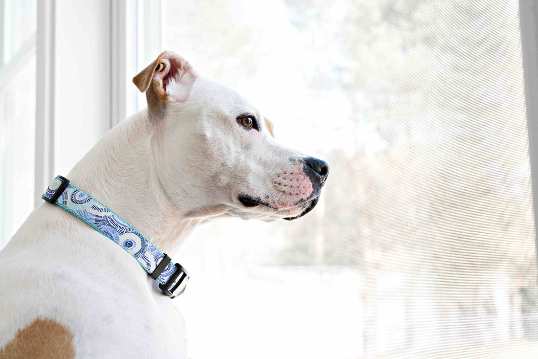 Persnickety Pets: Skittles wearing a seaspray dog collar, Photography by Kim Smith