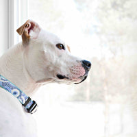 Persnickety Pets: Skittles wearing a seaspray dog collar, Photography by Kim Smith