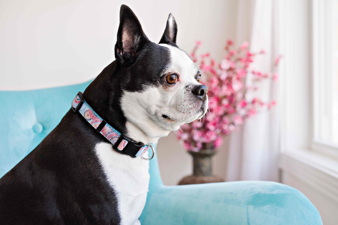 Persnickety Pets: Bella wears a sunburst dog collar, Photography by Kim Smith