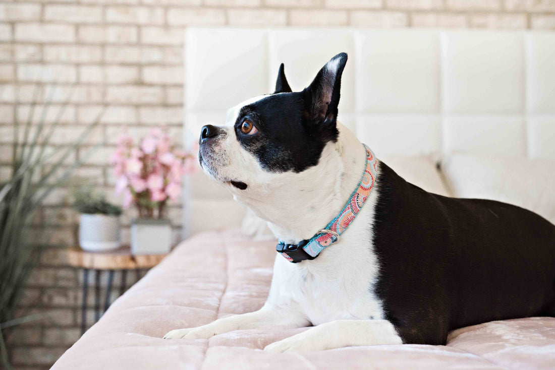 Persnickety Pets: Bella wearing a sunburst dog collar, Photography by Kin Smith