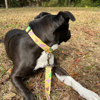 Persnickety Pets - Mardi Gras dog leash on dog 2