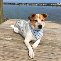 Persnickety Pets: Balou wearing a medium seals & sea otters bandana