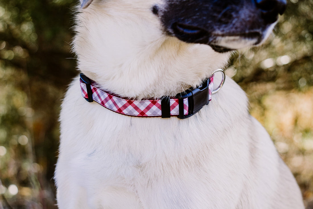 Persnickety Pets: closeup of Darla's team spirit dog collar, Andrea Cacho Photography