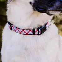 Persnickety Pets: closeup of Darla's team spirit dog collar, Andrea Cacho Photography