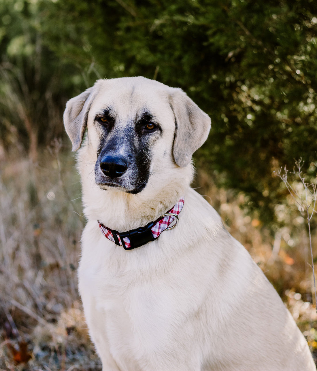 Persnickety Pets: Darla wears a team spirit dog collar, Andrea Cacho Photography