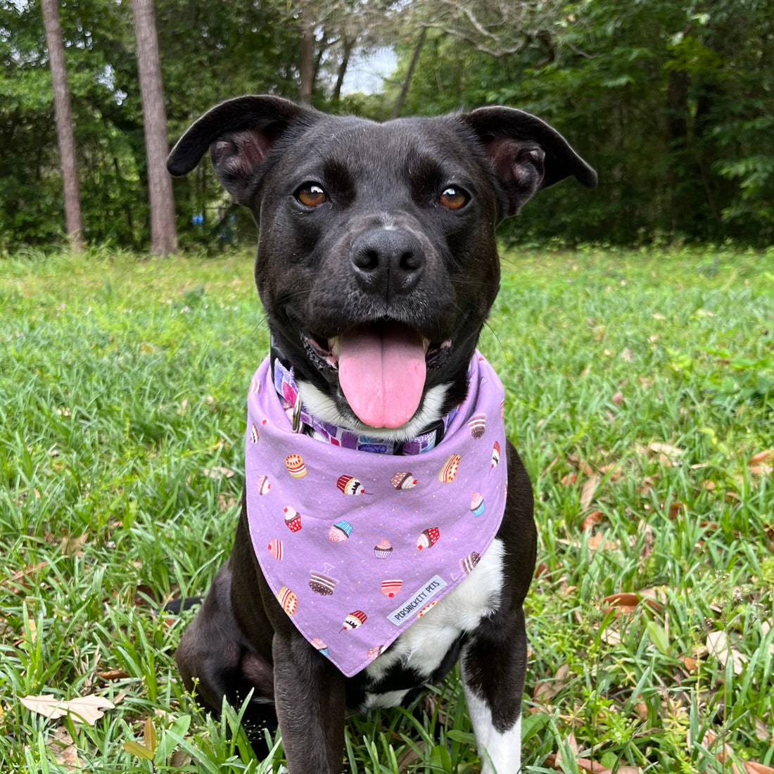 Persnickety Pets: Amira wearing cupcakes and candies reversible bandana front