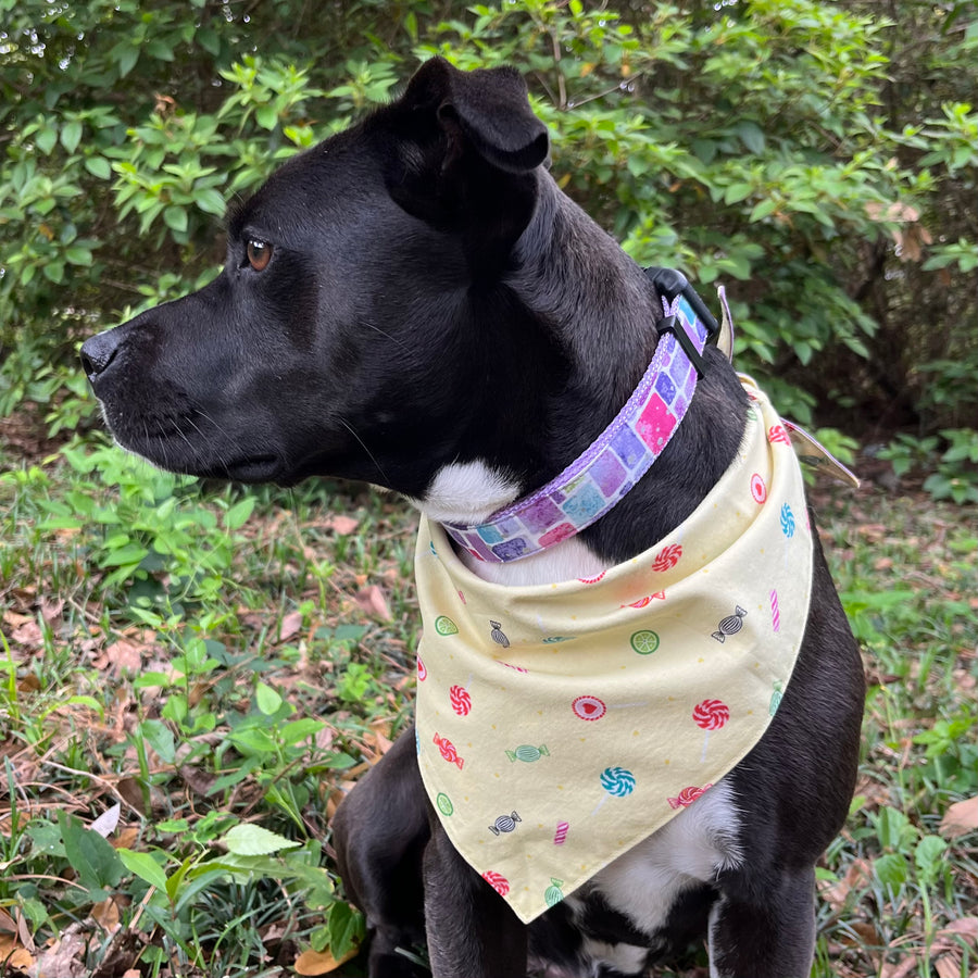 Persnickety Pets: Amira wearing cupcakes and candies reversible bandana reverse