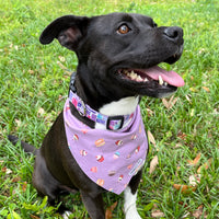 Persnickety Pets: Amira wearing cupcakes and candies reversible bandana