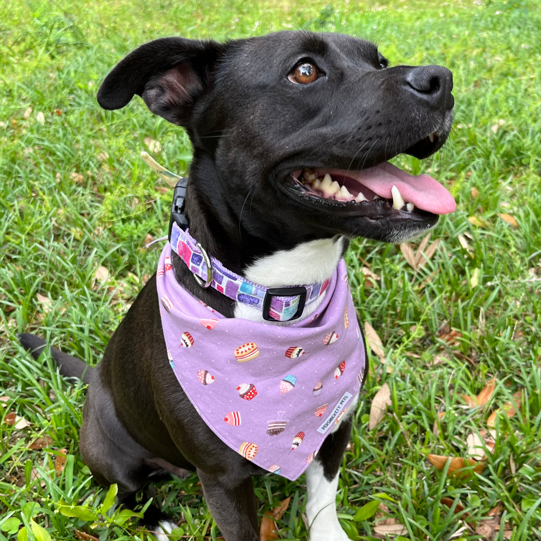 Persnickety Pets: Amira wearing stained glass dog collar