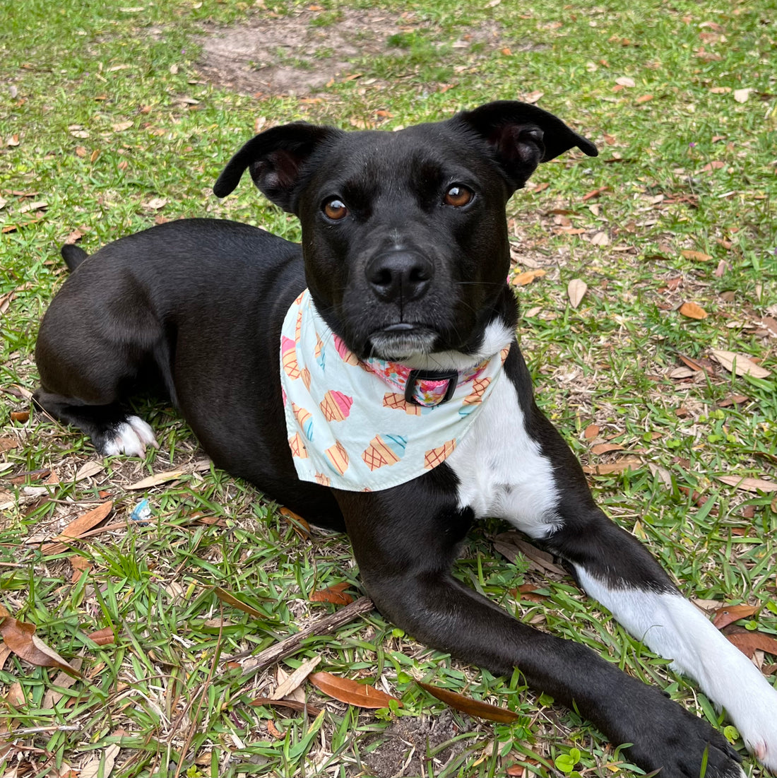 Persnickety Pets: Amira wearing donuts and ice cream reversible bandana reverse