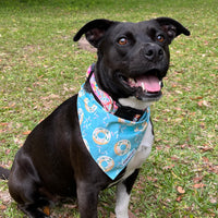 Persnickety Pets: Amira wearing donuts and ice cream reversible bandana
