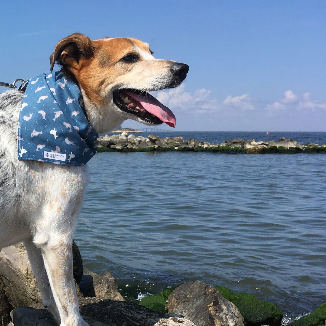 Persnickety Pets: Balou wearing a medium seals & sea otters bandana