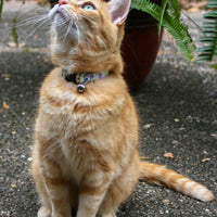 Persnickety Pets - flower garden breakaway cat collar, Marmie modeling