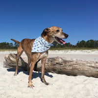 Persnickety Pets: Tiger wearing a medium seals and sea otters bandana