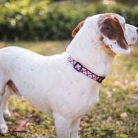 Persnickety Pets: Bear sports a team spirit dog collar, Laura Skellie Photography