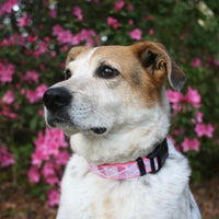 Pink Prisms Dog Collar