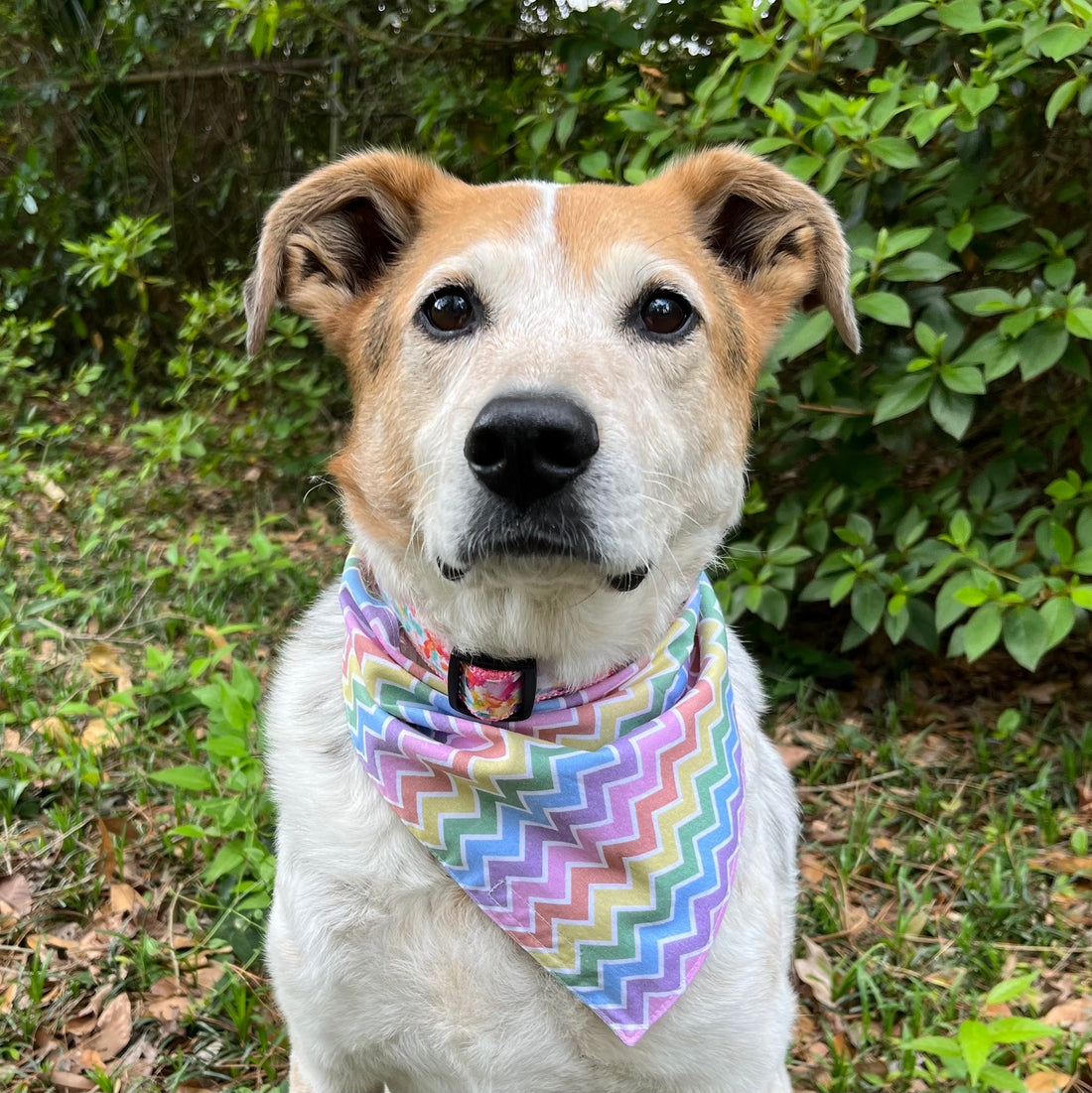 Persnickety Pets: Balou wearing rainbow gummy bears reversible bandana alt