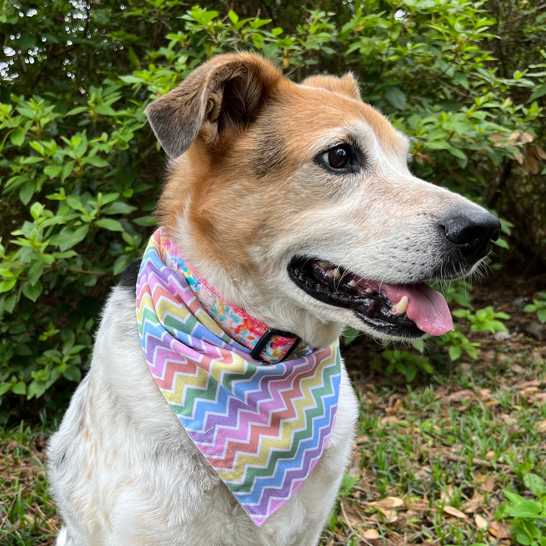 Persnickety Pets: Balou wearing rainbow gummy bears reversible bandana