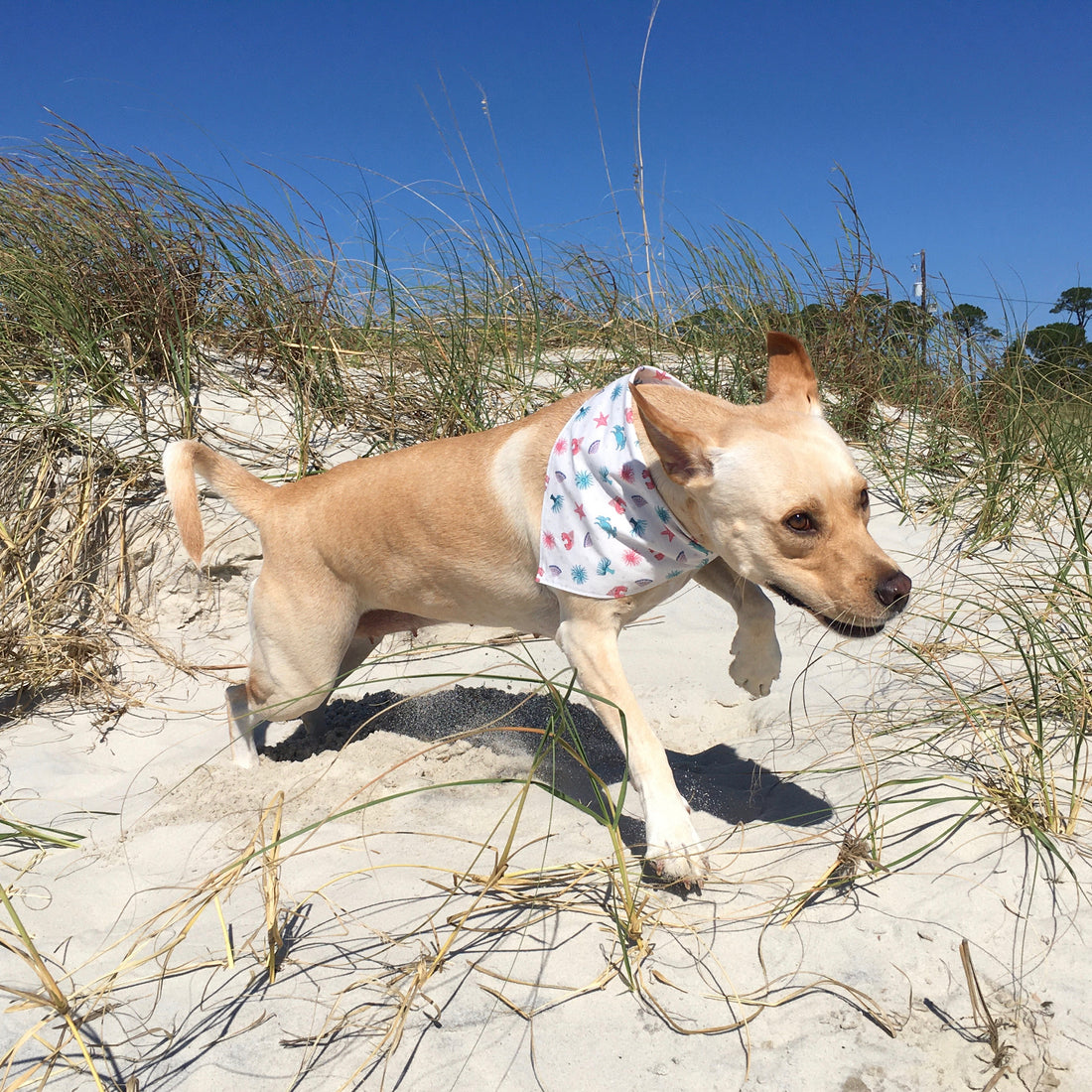 Persnickety Pets: Ellie wearing a medium seagulls and sand critters bandana