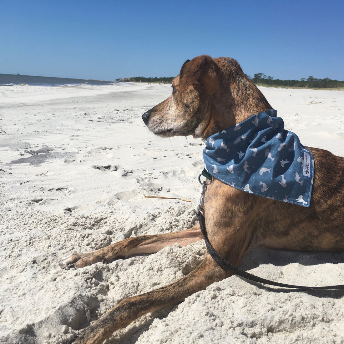Persnickety Pets: Tiger wearing a medium seals and sea otters bandana