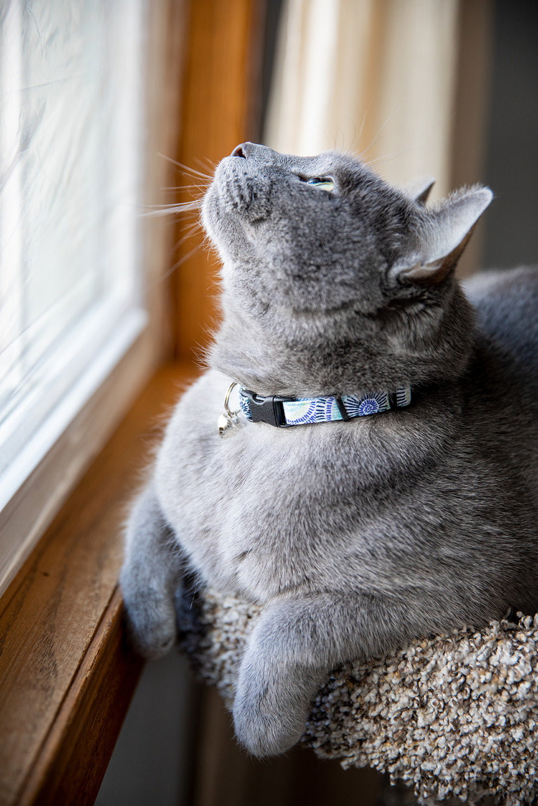 Persnickety Pets: Ash sports a seaspray cat collar, Moira Nolan Photography