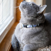 Persnickety Pets: Ash sports a seaspray cat collar, Moira Nolan Photography