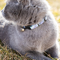 Persnickety Pets: Ash wears a seaspray cat collar, Moira Nolan Photography