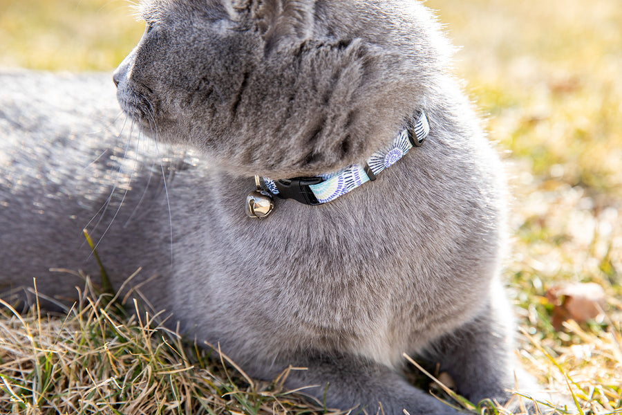 Persnickety Pets: Ash wears a seaspray cat collar, Moira Nolan Photography