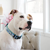 Persnickety Pets: Skittles wearing a seaspray dog collar, Photography by Kim Smith