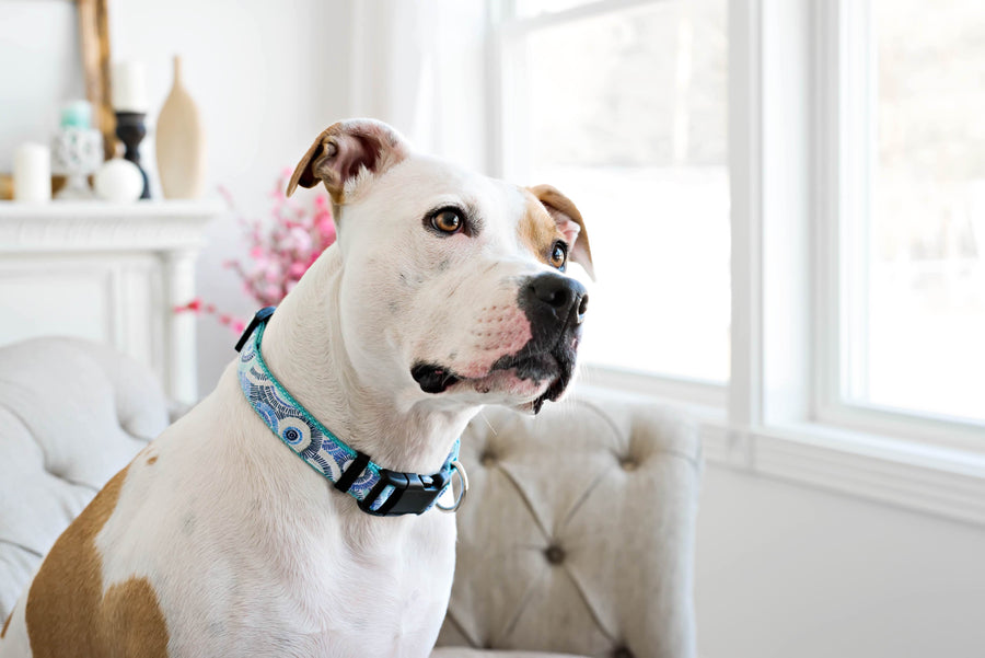 Persnickety Pets: Skittles wearing a seaspray dog collar, Photography by Kim Smith
